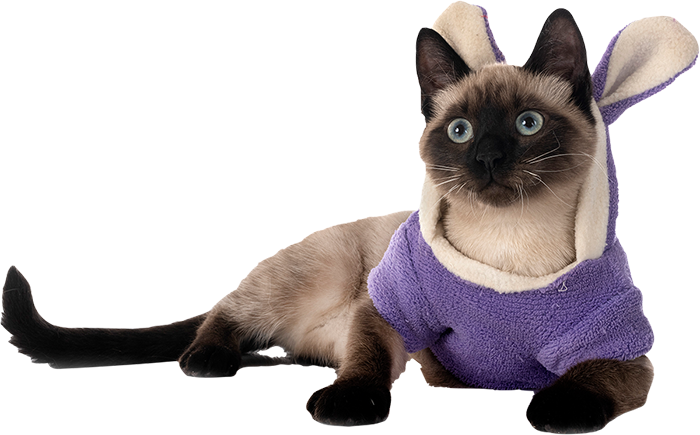 ordu kedi traşı