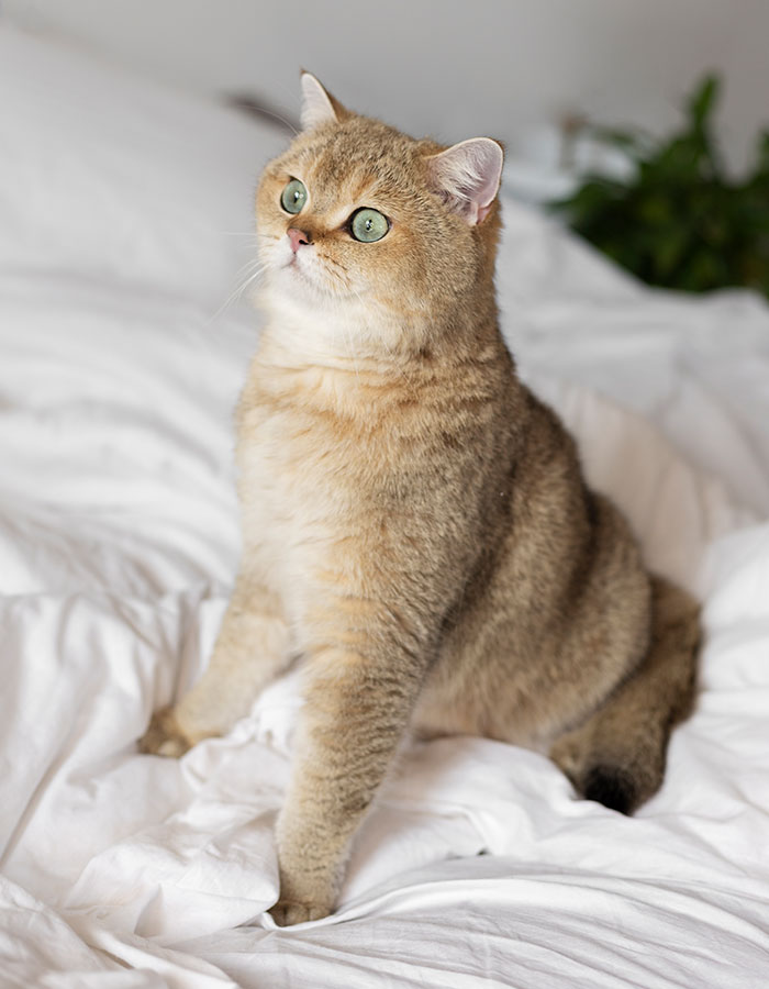 Ordu kedi kısırlaştırma