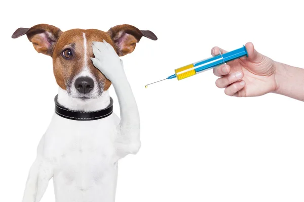 ordu köpek aşısı