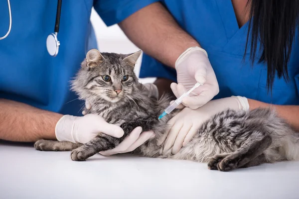 ordu kedi aşısı